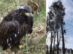 Pojawiły się bieliki. Jeden właśnie został zaobrączkowany